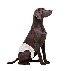 Fralda Higiênica Descartável Diaper Macho G 12pcs - Multilaser