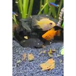 Ra  o Alcon Colours para Peixes Ornamentais 10g 2