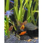 Ra  o Alcon Colours para Peixes Ornamentais 10g 3