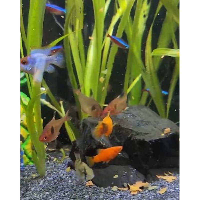 Ra  o Alcon Colours para Peixes Ornamentais 10g 3