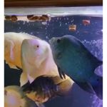 racao-alcon-carnivoros-superficie-para-peixes-carnivoros-porte-medio-e-grande-80g-3 jpg