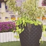 Vaso Nutriplan Diamante C nico para Plantas Cor Preto 38cm 2