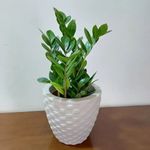 Vaso Nutriplan Elo Redondo para Plantas Cor Cimento 22cm 1