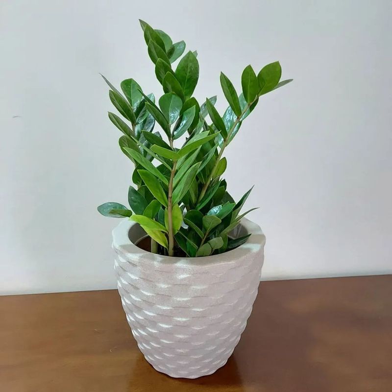 Vaso Nutriplan Elo Redondo para Plantas Cor Cimento 22cm 1