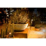 Vaso Nutriplan Infinity Concha para Plantas Cor Tabaco 19cm 1