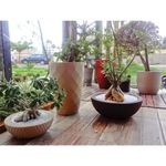 Vaso Nutriplan Infinity Concha para Plantas Cor Tabaco 13cm 1