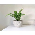 Vaso Nutriplan Luna Redondo para Plantas Cor Cimento 11cm 1