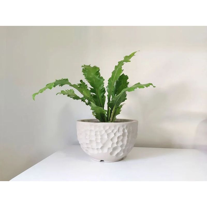 Vaso Nutriplan Luna Redondo para Plantas Cor Cimento 11cm 1