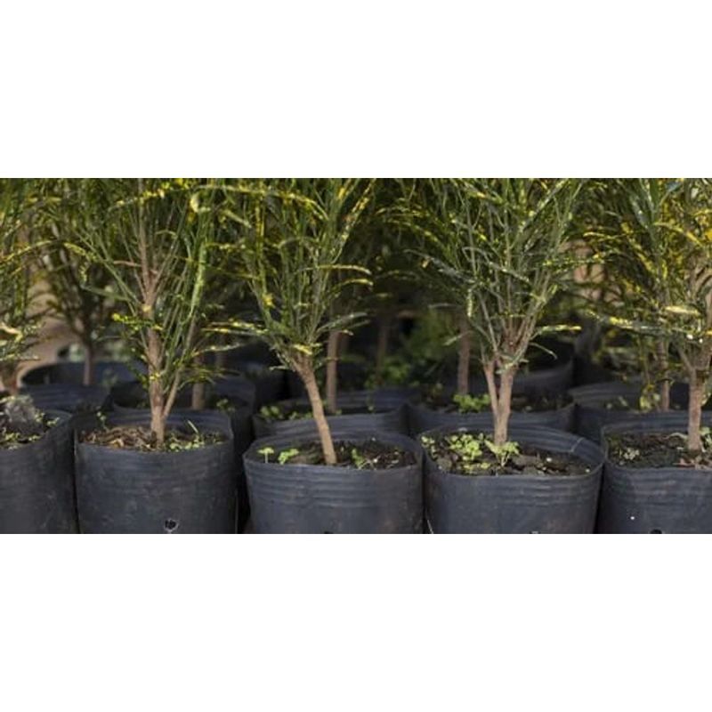 Vaso Nutriplan Flex vel com Al a para Muda 18lts 1