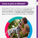 Antipulgas e Carrapatos Bravecto  C es 20 a 40kg 1000mg 1 Comp  Mastig vel MSD Sa de Animal 4