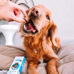 Antipulgas e Carrapatos Bravecto  C es 20 a 40kg 1000mg 1 Comp  Mastig vel MSD Sa de Animal 9