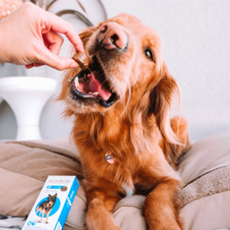 Antipulgas e Carrapatos Bravecto  C es 20 a 40kg 1000mg 1 Comp  Mastig vel MSD Sa de Animal 9