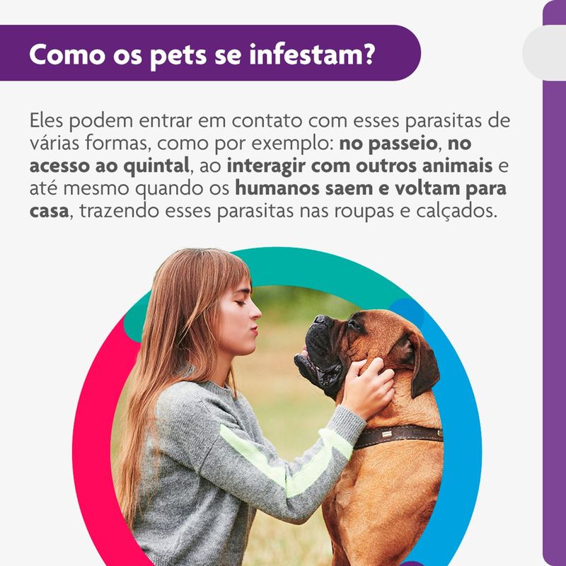 Antipulgas e Carrapatos Bravecto  C es 40 a 56kg 1400mg 1 Comp  Mastig vel MSD Sa de Animal 4