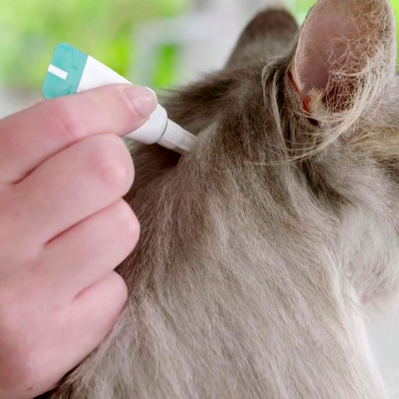 Antipulgas  Sarna de Ouvido e Verminoses Bravecto  Gatos Transdermal Plus 2 8 a 6 25kg 250mg 1 Pipeta 0 89ml MSD Sa de Animal 8