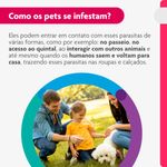 Antipulgas e Carrapatos Bravecto  C es Transdermal 4 5 a 10kg 250mg 1 Pipeta 0 89ml MSD Sa de Animal 3