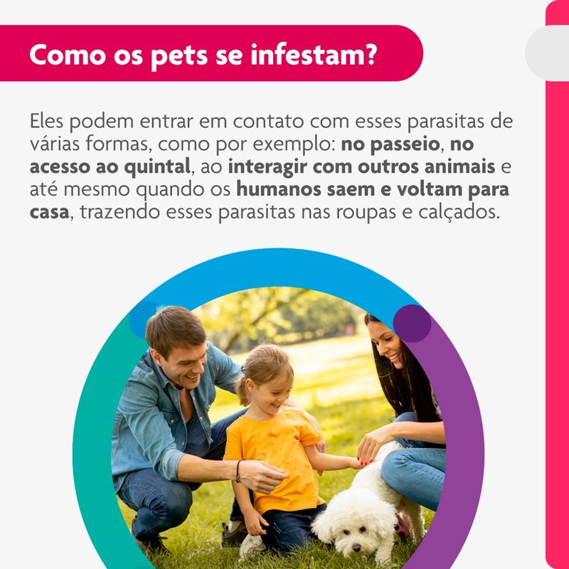 Antipulgas e Carrapatos Bravecto  C es Transdermal 4 5 a 10kg 250mg 1 Pipeta 0 89ml MSD Sa de Animal 3