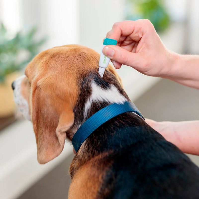 Antipulgas e Carrapatos Bravecto  C es Transdermal 2 a 4 5kg 112 5mg 1 Pipeta 0 4ml MSD Sa de Animal 8