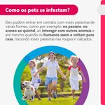 Antipulgas e Carrapatos Bravecto  C es Transdermal 10 a 20kg 500mg 1 Pipeta 1 79ml MSD Sa de Animal 3