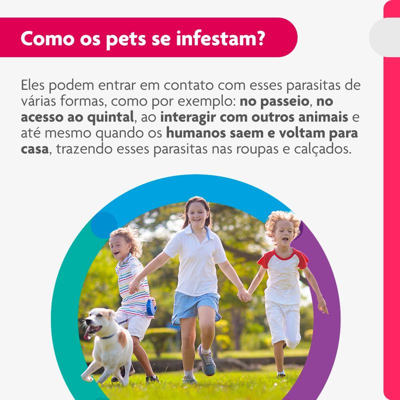 Antipulgas e Carrapatos Bravecto  C es Transdermal 10 a 20kg 500mg 1 Pipeta 1 79ml MSD Sa de Animal 3