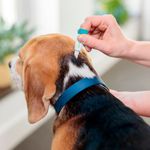 Antipulgas e Carrapatos Bravecto  C es Transdermal 20 a 40kg 1000mg 1 Pipeta 3 57ml MSD Sa de Animal 8