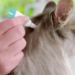 Antipulgas Bravecto  Gatos Transdermal 5 25 a 12 5kg 500mg 1 Pipeta 1 79ml MSD Sa de Animal 8