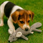 Brinquedo Animaux Coelho Pel cia para C es e Gatos 3