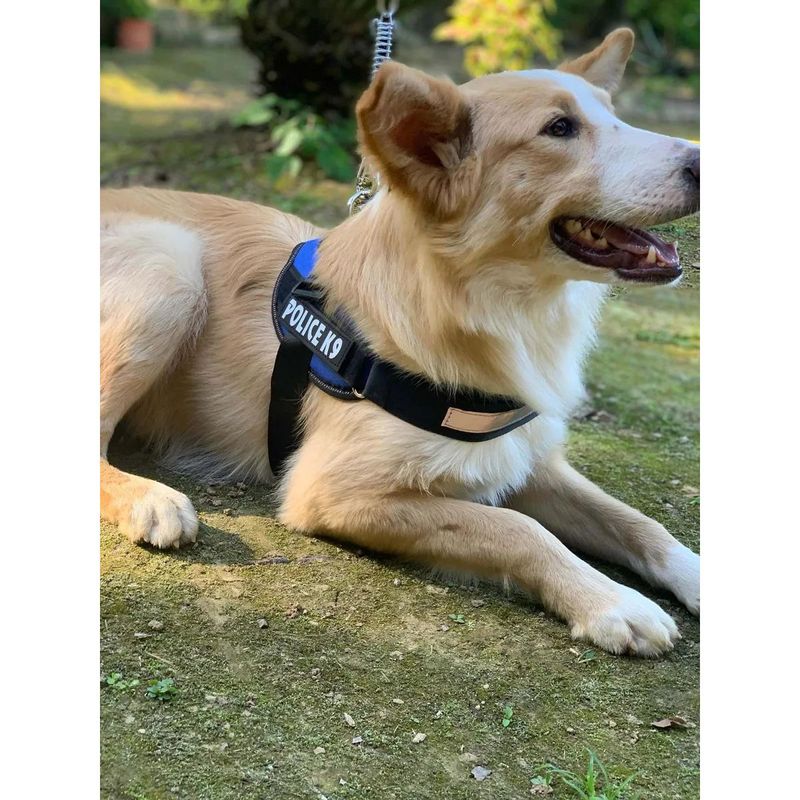 peitoral-murano-k-9-para-caes-porte-grande-cores-sortidas-8 jpg