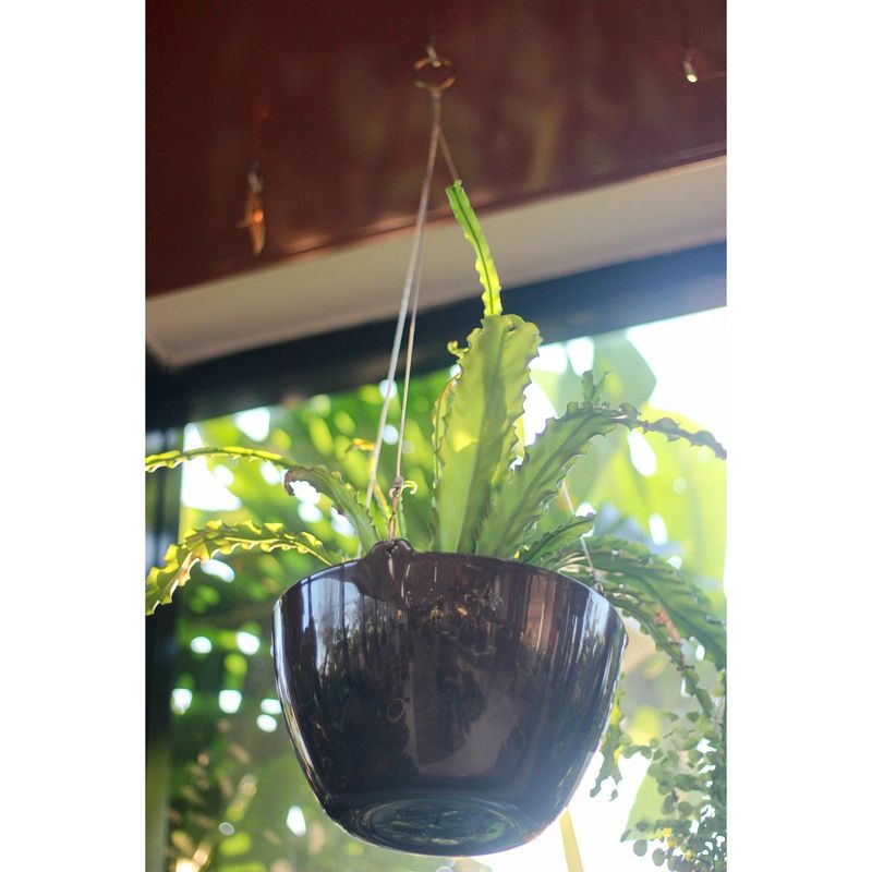 Cabo de A o Nutriplan 3 Ganchos Dourado 75cm 3