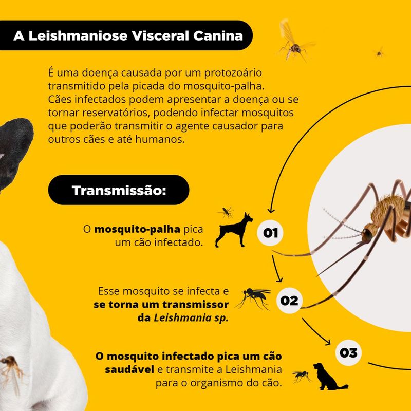 Coleira Scalibor 19g Contra Mosquitos Vetores da Leishmaniose C es Porte M dio 48cm MSD Sa de Animal 2