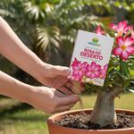 Fertilizante Nutriplan Vitaplan Rosa do Deserto para Plantio e Manuten  o 150g 1