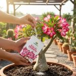 Fertilizante Nutriplan Vitaplan Rosa do Deserto para Plantio e Manuten  o 150g 4