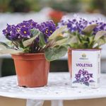 Fertilizante Nutriplan Vitaplan Violetas para Plantio e Manuten  o 150g 3
