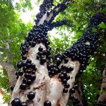 Fertilizante Forth para Jabuticabeira 400g 5
